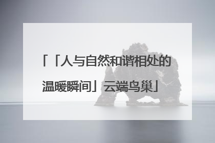 「人与自然和谐相处的温暖瞬间」云端鸟巢