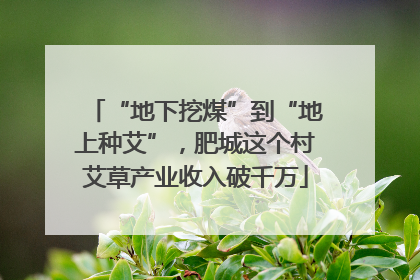 “地下挖煤”到“地上种艾”，肥城这个村艾草产业收入破千万