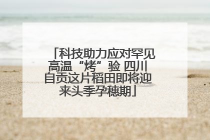 科技助力应对罕见高温“烤”验 四川自贡这片稻田即将迎来头季孕穗期