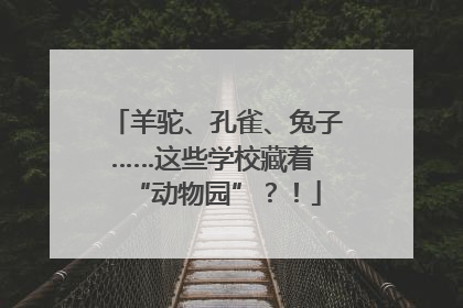 羊驼、孔雀、兔子……这些学校藏着 “动物园”？！