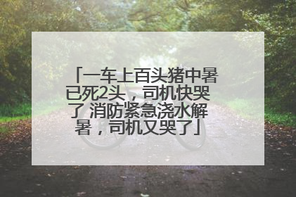 一车上百头猪中暑已死2头，司机快哭了 消防紧急浇水解暑，司机又哭了