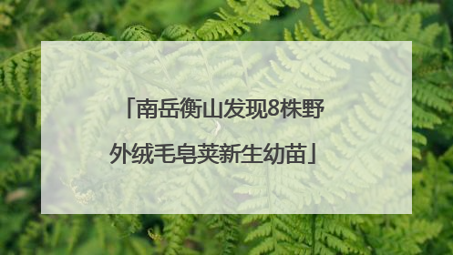 南岳衡山发现8株野外绒毛皂荚新生幼苗