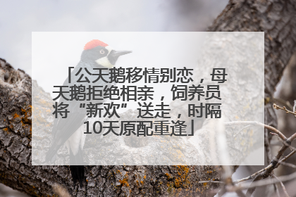 公天鹅移情别恋，母天鹅拒绝相亲，饲养员将“新欢”送走，时隔10天原配重逢