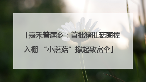 嘉禾普满乡：首批猪肚菇菌棒入棚 “小蘑菇”撑起致富伞