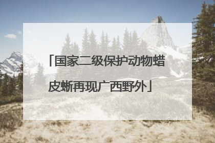 国家二级保护动物蜡皮蜥再现广西野外