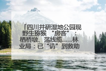 四川井研湿地公园现野生猕猴 “房客”：栖桥墩、荡线缆……林业局：已“请”到救助站，将放归自然