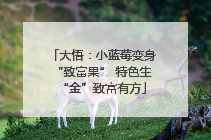 大悟：小蓝莓变身“致富果” 特色生“金”致富有方