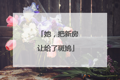 她，把新房让给了斑鸠