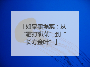 如皋黑塌菜：从“霜打趴菜”到“长寿金叶”