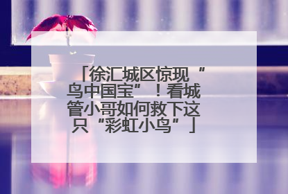 徐汇城区惊现“鸟中国宝”！看城管小哥如何救下这只“彩虹小鸟”