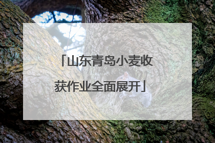 山东青岛小麦收获作业全面展开