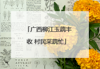 广西柳江玉藕丰收 村民采藕忙