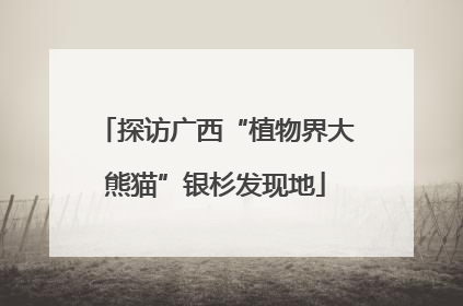 探访广西“植物界大熊猫”银杉发现地