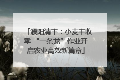 濮阳清丰：小麦丰收季 “一条龙”作业开启农业高效新篇章