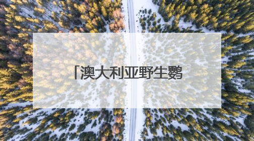 澳大利亚野生鹦鹉街头开饮水器排队喝水，科学家：成当地鸟界传统