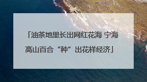 油茶地里长出网红花海 宁海高山百合“种”出花样经济