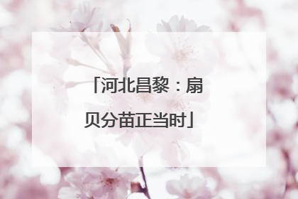 河北昌黎：扇贝分苗正当时