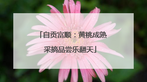自贡富顺：黄桃成熟 采摘品尝乐翻天