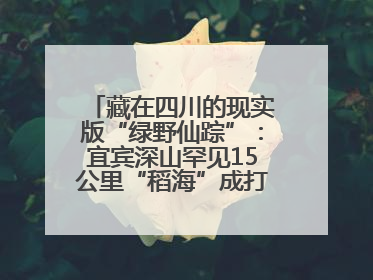 藏在四川的现实版“绿野仙踪”：宜宾深山罕见15公里“稻海”成打卡新地标