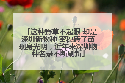这种野草不起眼 却是深圳新物种 密穗砖子苗现身光明，近年来深圳物种名录不断刷新