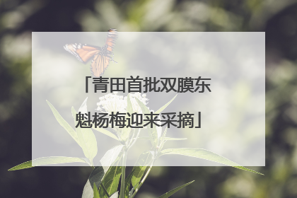 青田首批双膜东魁杨梅迎来采摘