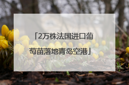 2万株法国进口葡萄苗落地青岛空港